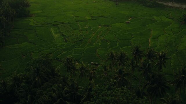 Green rice paddies form patterns behind dense tropical palms near Lila, Bohol, aerial
