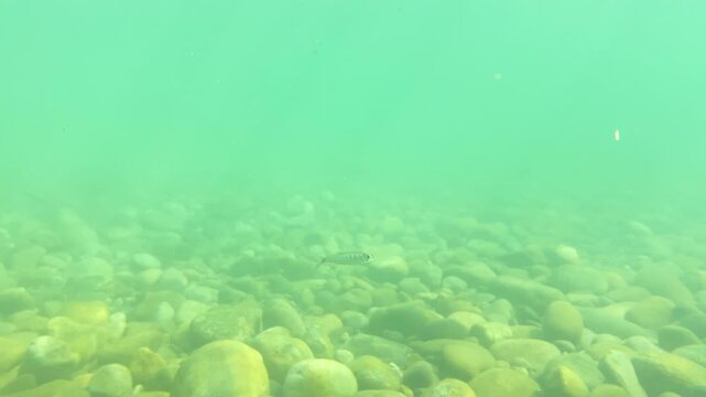 Underwater riverbed pebbles with small fish and crystal clear water stream.