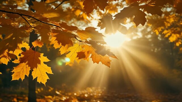Golden maple leaves glow as bright sun rays filter through the autumn canopy.