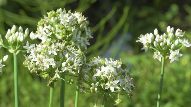 static shot of blooming white garlic chive allium tuberosum flower