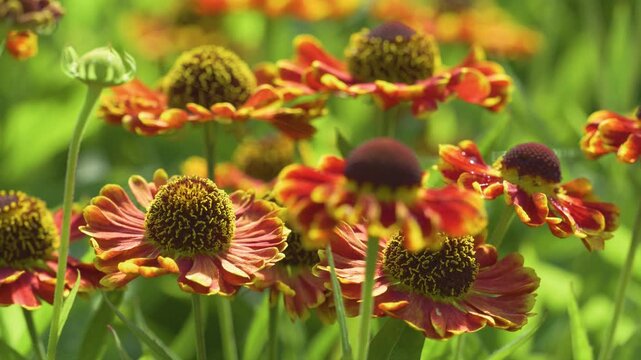 Helenium 'Bandera' (also called Mariachi&trade; 'Bandera') is a compact, hardy perennial plant from the sneezeweed family Asteraceae