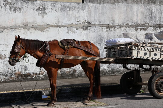Brown horse pulling a cart loaded with goods against a textured wall