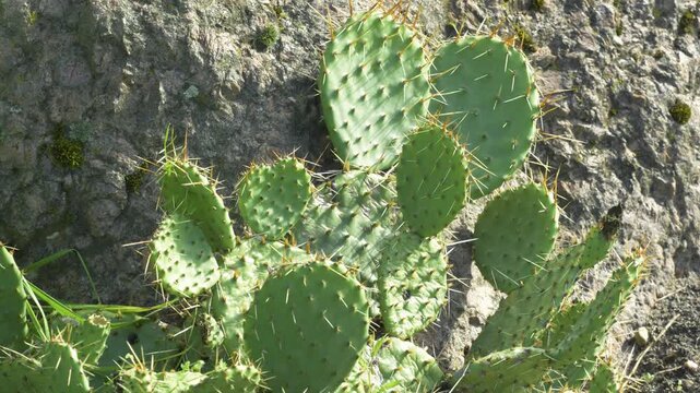 Opuntia phaeacantha is a species of prickly pear cactus known by the common names brown-spine prickly pear, tulip prickly pear, and desert prickly pear