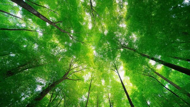 Lush green tree canopy is viewed from below looking up towards the bright sky.