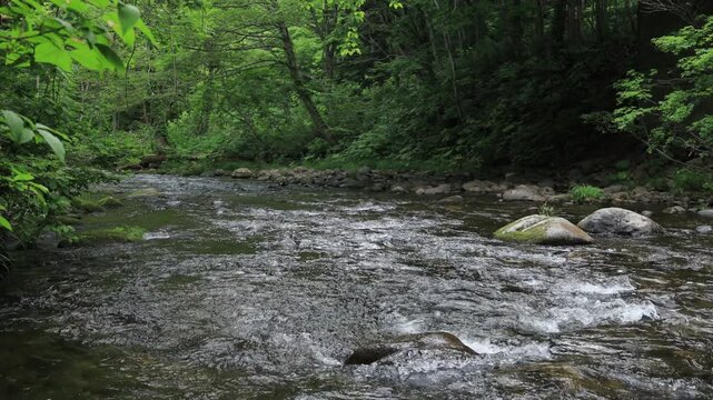 stream in the forest Hoakkido