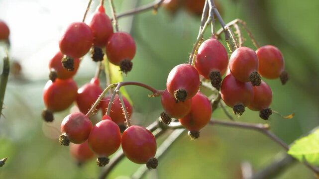 Rosa glauca (syn. Rosa rubrifolia), the red-leaved rose or redleaf rose