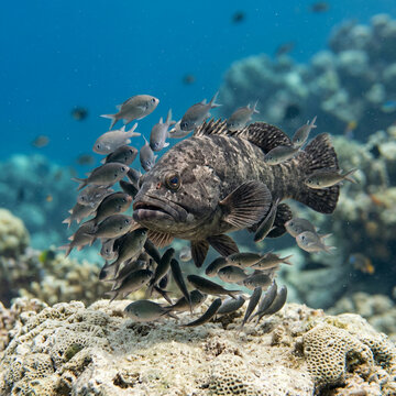 Large mottled fish surrounded by small silver fish above a bright coral reef