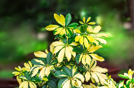 Variegated Schefflera Arboricola Tropical Garden Greens