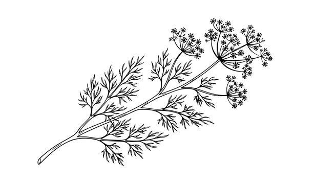 Dill Flower Doodle Outline Botanical Vector Illustration