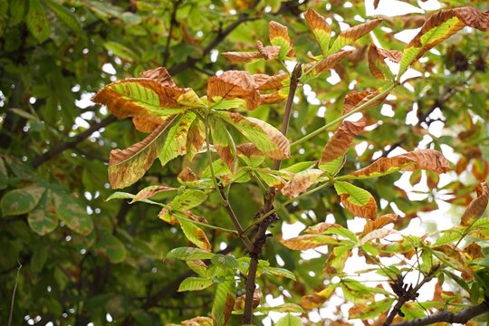 Horse chestnut tree branch with dry brown leaves