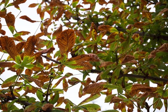 Horse chestnut tree branches with dry brown autumn leaves