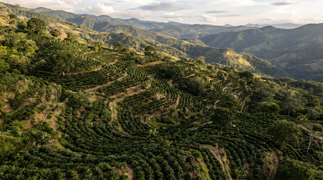 Aerial View of Lush Coffee Plantation Terraces on Tropical Mountainside at Sunset