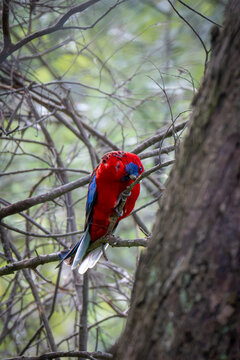 Crimson Rosella Feeding While Perched on Branch
