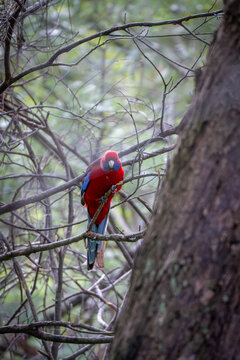 Crimson Rosella Perched on Branch in Natural Woodland Habitat