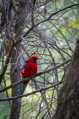 Obraz premium Crimson Rosella Portrait Perched Among Woodland Branches