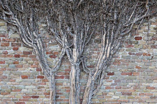 Exposed tree roots growing across a weathered old brick wall in Damme West Flanders Belgium organic natural texture detail