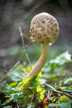 A close-up of a fresh parasol mushroom with a large round cap growing on mossy, damp forest soil.