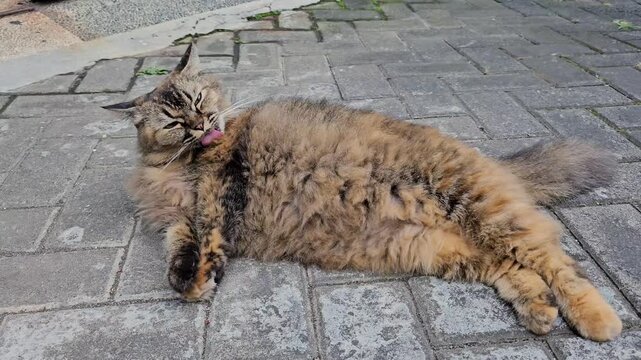Golden Brown Angora Cat Stretching and Grooming Itself on Paving Blocks in the Morning