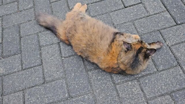 Golden Brown Angora Cat Stretching and Grooming Itself on Paving Blocks in the Morning
