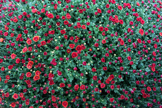 blooming bright red color small flowers of chrysanthemum, nature abstract background. texture of beautiful large flower bed of stunning chrysanthemum. floral decor for autumn season. flat lay