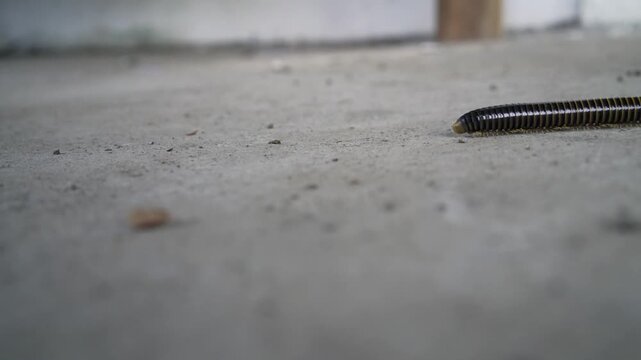 a centipede walking on the ground