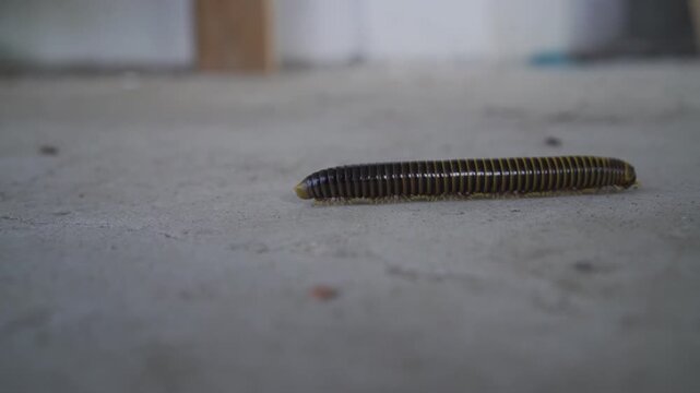 a centipede walking on the ground