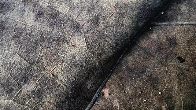 Dry Teak Leaf Vein Texture Panning Horizontally For Motion Graphic Background In 4K Macro Slow Motion Loop