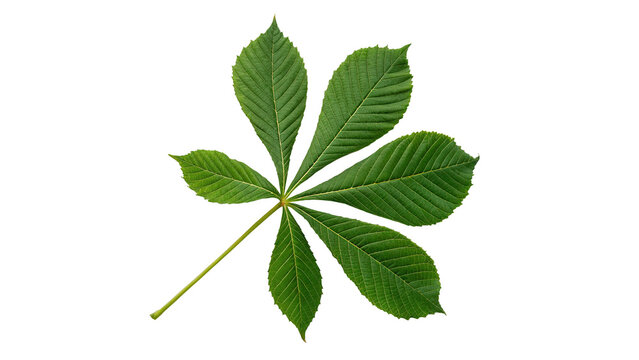 Green buckeye leaves branch seasonal summer botanical nature isolated design element
