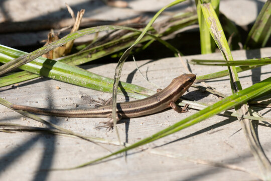 A close-up of the lizard Plestiodon finitimus, or the Far Eastern skink