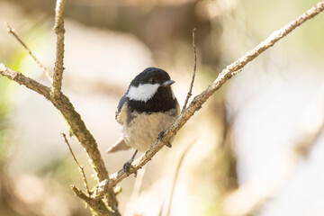 A small Coal tit bird sits on a branch close up © Shchipkova Elena