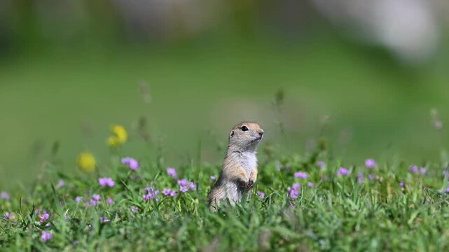 The adorable Anatolian ground squirrel (Spermophilus xanthoprymnus) stands among the green grass and purple flowers, surveying its surroundings in its natural habitat.