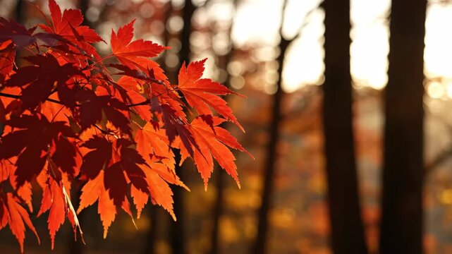 Scarlet palmate leaves glow along a side-lit woodland branch, set against blurred tree trunks and creamy amber bokeh that evoke a tranquil late-day forest scene with generous natural copy space