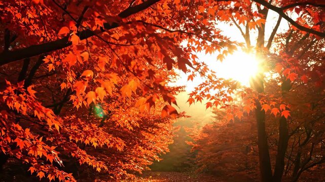 An asymmetrical blaze of scarlet maple crowns a leaf-strewn woodland passage, while a low sun pierces the right-side trunk and draws a luminous opening through dense late-season branches at dusk