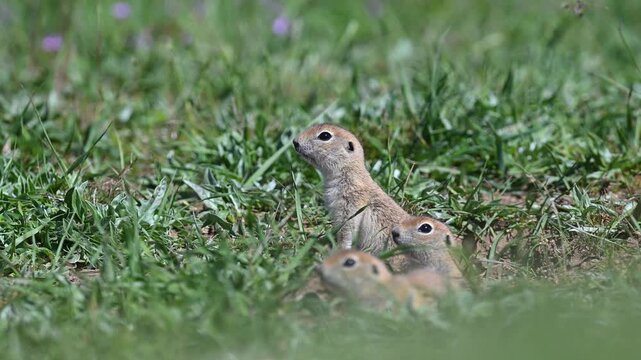The adorable Anatolian ground squirrels (Spermophilus xanthoprymnus) in their natural habitat keep a watchful eye on their surroundings near their nests.