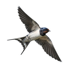 Obraz premium Barn swallow bird in flight isolated on white background