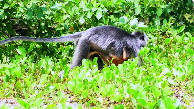 Mother silvered lutung monkey with baby clinging to her belly walking on the ground in Bako National Park, Borneo