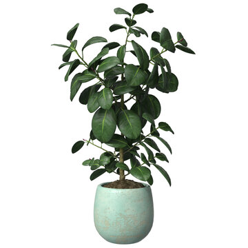 Tall lush rubber plant ficus with glossy green leaves in mint turquoise ceramic planter. Houseplant for modern interior and office decor
