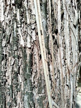 bark of a tree