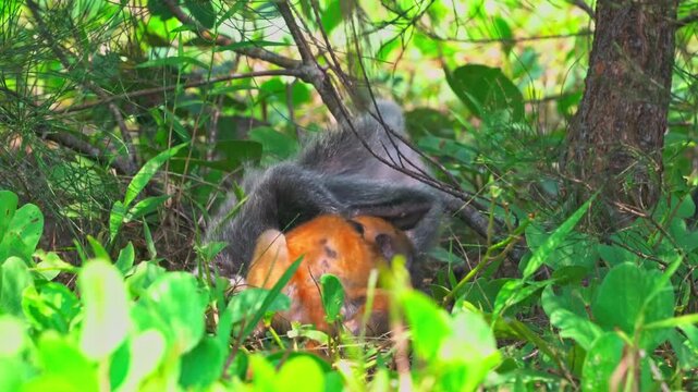 Baby orange silvery lutung playing with another monkey in the dense forest of Bako National Park, Borneo.