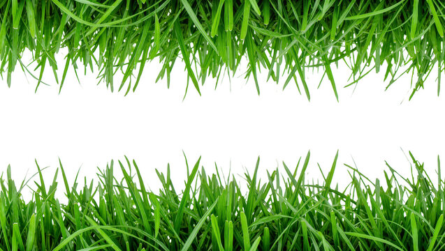 Vibrant green grass blades forming borders, isolated on transparent background