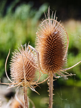 Close up detailed view of two dried wild teasel flower heads covered with fine cobwebs on tall prickly stems against a blurred lush green foliage background in summer nature.