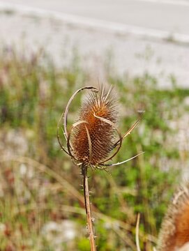A detailed close-up shot of a dried wild teasel flower head featuring curved spiky bracts and a thorny stem standing in a field with a softly blurred natural green background.