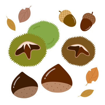Chestnut, Chestnut Burr and Acorn with Fallen Autumn Leaves Illustration &ndash; Cozy Woodland Nature and Seasonal Fall Design