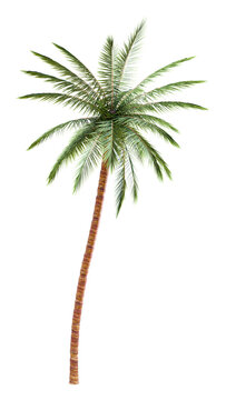 Coconut Palm Tree Isolated Tropical Plant Cutout