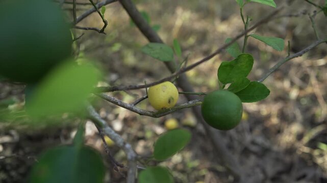 planting a lime tree onthe home