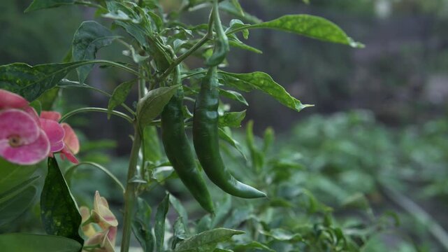 planting a chili tree on a home