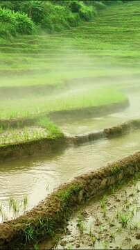 Aerial view of a winding river flowing through a lush green forest with dense foliage and rocky riverbanks forest landscape riverbank