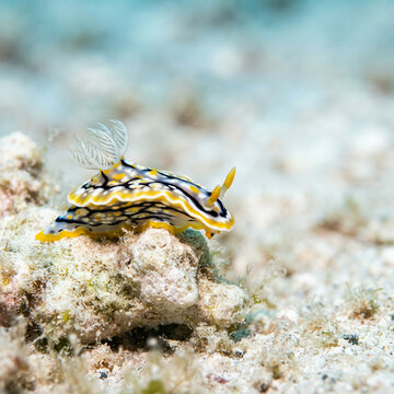 Yellow and black striped sea slug crawling on a pale coral reef rock ledge