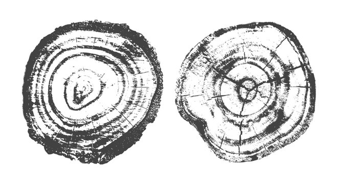 Cross-section of oak log displaying concentric circles organic grain tree trunk print set. Vector illustration captures natural growth pattern in trunk with realistic wooden texture vintage aesthetic.