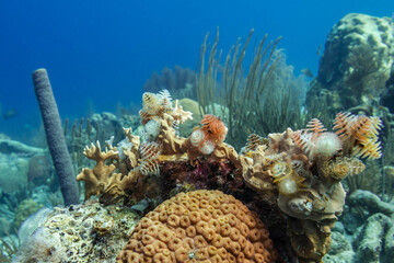 coral reef with Christmas tree worm © Elora